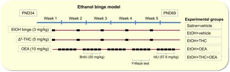 Time line of the experimental design for a rat model of binges-like orally ethanol consumption (3 g/kg, 1 day/week) together with i.p. administration of THC (5 mg/kg, 1 day/week) and i.p. administration of OEA (10 mg/kg, 5 days/week) for 5 weeks during adolescence (PND34-69). The experiment also included BrdU (50 mg/kg) and IdU (57.6 mg/kg) administrations for 5 days after week 2 and 5, respectively, and the behavioral Y-maze test in week five.