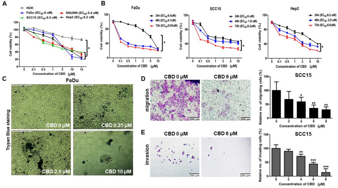Cannabidiol (CBD) induced cytotoxicity in head and neck squamous cell carcinoma (HNSCC) cells. (A) A normal cell line (HOK) and HNSC cells (FaDu, SNU899, SCC15, Hep2) were treated with various concentrations (0, 0.1, 0.5, 1, 5, 10, 15 µM) of CBD for 24 h and then cell viability was determined by CCK8 assay. EC50 indicates the efficient concentration for 50% cell death. (B) FaDu, SCC15, and Hep2 cells were treated with 0, 0.1, 0.5, 1, 3, 5, and 10 µM of CBD. The cell viability was measured by CCK8 assay at 24, 48, and 72 h. (C) FaDu cells were seeded in a 24-well plate and then exposed to CBD in each growth medium for 48 h. Cells stained with 0.4% trypan blue solution were observed by light microscopy. The scale bar represents 200 μm. (D,E) SCC15 cells were exposed to 0 or 6 µM of CBD for 24 h and then added cells into Matrigel-coated or uncoated transwell upper inserts in serum-free media. After incubation for 24 h, transmigrated cells were stained by Diff Quick solution and then visualized by light microscopy. The migrating and invading cells were counted for each group. Scale bars, 200 μm. Data were represented as mean and standard deviation (SD) (n = 3); *p < 0.05; **p < 0.01; and ***p < 0.001 compared with the corresponding control.
