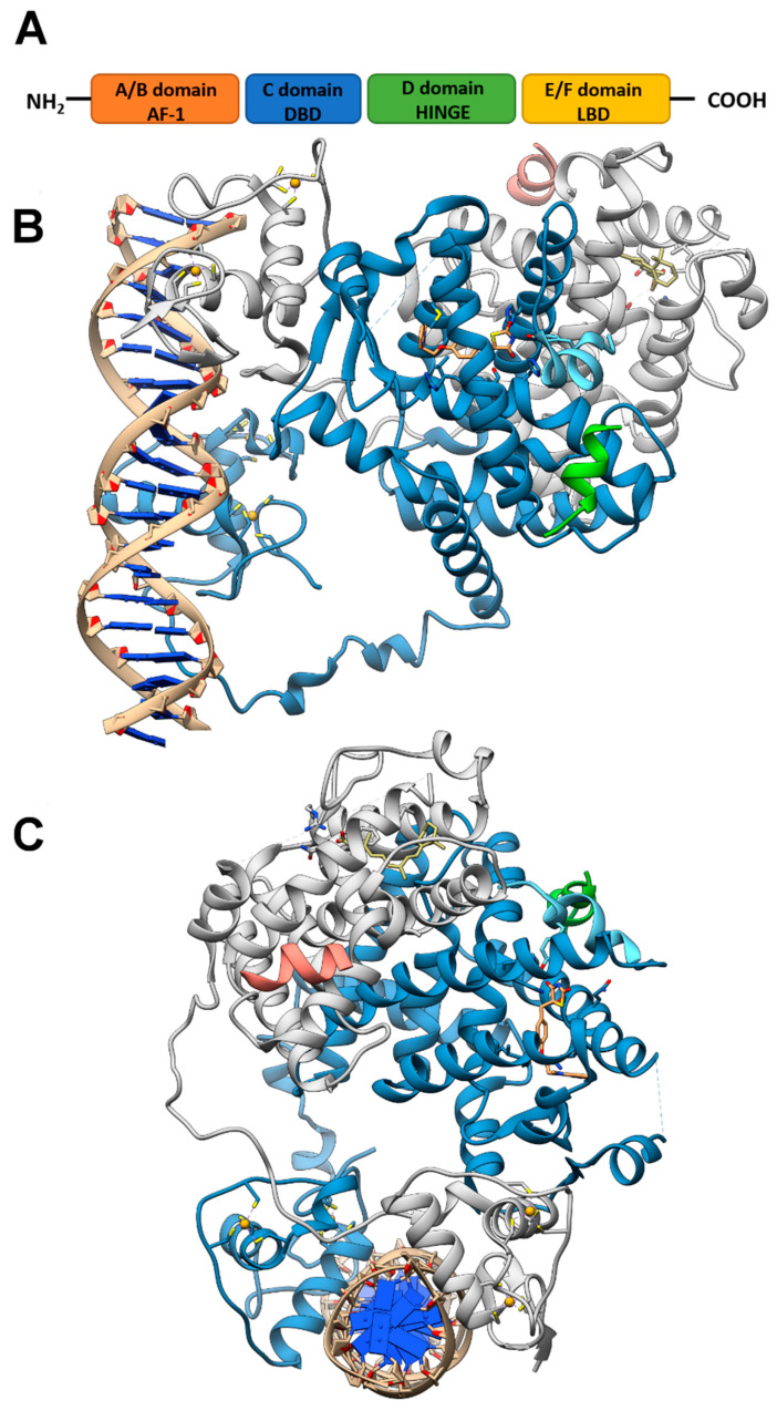 PPAR domains and 3D model of their interaction with RXRα and target DNA (A) Schematic representation of the PPAR domain organization and (B,C) orthogonal views of the x-ray structure of PPARγ/RXRα heterodimer in complex with DNA and coactivator peptides (PDB id: 3DZY). PPARγ is colored in slate blue with helix H12 in sky blue, RXRα in gray, the coactivator peptides in green and salmon and DNA in tan. The ligands rosiglitazone and 9-cis-retinoic acid are shown in rose brown and khaki, respectively, while the Zn(II) ions are in gold. Nitrogen, oxygen and sulfur atoms are colored in blue, red and yellow, respectively. This figure has been realized with the Chimera v.1.14 program.