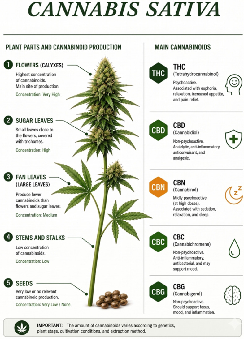Infographic image of the distribution of cannabinoids from different parts of Cannabis sativa and its therapeutic activities.