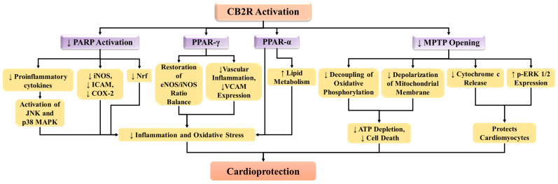 CB2 receptors protect cardiomyocytes via inhibition of PARP activation and MPTP opening, and possible activation of PPARs. CB2R: CB2 receptor; COX-2: cyclooxygenase-2; eNOS/iNOS: endothelial nitric oxide synthase, and inducible nitric oxide synthase; ICAM: intercellular adhesion molecule; iNOS: inducible nitric oxide synthase; JNK: c-Jun N-terminal kinase; MAPK: mitogen-activated protein kinase; MPTP: mitochondrial permeability transition pore; PARP: poly (ADP-ribose) polymerases; PPAR-α: peroxisome proliferator-activated receptor alpha; PPAR-γ: peroxisome proliferator-activated receptor gamma; VCAM: vascular cell adhesion molecule.
