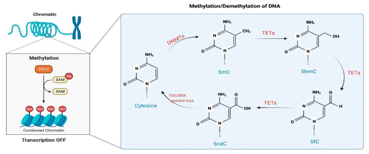 DNA methylation (DNAm) and demethylation in mammal cells. DNAm is catalyzed by DNMTs, which transfer a methyl radical from SAH to cytosines, forming 5mC. The methylated cytosine can become demethylated either by (i) actively undergoing a series of reactions by TETs or (ii) passively by losing the mark during DNA replication [67,68].