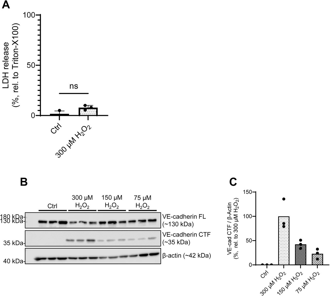 Non-cytolytic concentrations of H2O2 cause VE-cadherin degradation.(A) Degree of cytolysis, measured in terms of lactate dehydrogenase (LDH) activity, in HPMECs after 2 h H2O2 exposure (300 µM). Data represent the mean + SD of results from 3 independent donors (n = 3). Significance was assessed using a paired t test. (B) Western blot of the full length (FL) and C-terminal fragment (CTF) levels of VE-cadherin protein in HPMECs 2 h after H2O2 exposure at varying concentrations (75 µM, 150 µM and 300 µM). β-actin was probed as a loading control. Normalized levels of VE-Cadherin CTF from these Western blots were quantified (C). Data represent 3 technical replicates from one donor (n = 1). ns = no significance.