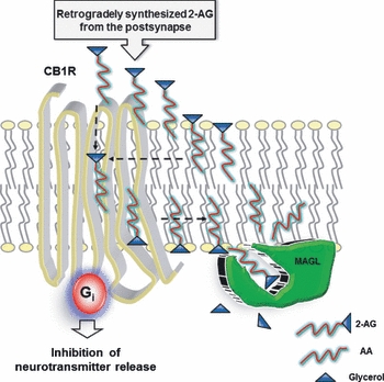 Monoacylglycerol lipase (MAGL) is the prime guardian of 2-arachidonoylglycerol-CB1R (2-AG-CB1R) signalling at the axon terminals. In response to neural activity, 2-AG is produced post-synaptically ‘on demand’ (Fig. 2) and then diffuses across the synapse to activate the pre-synaptic CB1Rs. It is not known whether 2-AG enters the CB1R ligand binding pocket directly from the extracellular space (dashed vertical down arrow) or via lateral diffusion after incorporation into plasma membrane (dashed horizontal left arrow) (Hurst et al. 2010). CB1R activation leads to Gi-mediated short- and long-term inhibition of neurotransmitter release. Ultrastructural localization studies show that MAGL is mainly pre-synaptic and often colocalizes with CB1R in the axon terminals (Kano et al. 2009). MAGL is therefore ideally positioned to terminate eCB-CB1R signalling regardless of the source of 2-AG. Inactivation of 2-AG takes place once this lipid messenger dissociates from the receptor and diffuses laterally towards its executor (dashed horizontal right arrow). Highlighted in the illustration are features that emerged from the MAGL 3D structural data (Bertrand et al. 2010, Labar et al. 2010a). In the illustrated scenario, 2-AG faces its final destiny after dissociating from the CB1R, by entering through the hydrophobic tunnel with its polar glycerol head properly oriented towards the bottom to face the catalytic triad. It is possible that AA may diffuse back to the membrane compartment via the entrance tunnel, whereas glycerol may leave the scene via a separate exit hole (not illustrated) that was disclosed in the MAGL 3D structure.