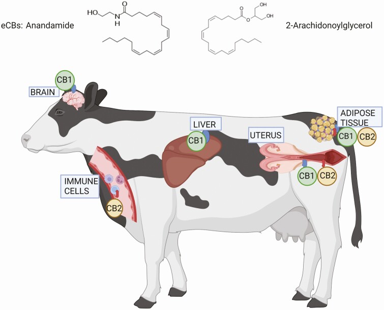 Model of ECS components in immunometabolic tissues in transition dairy cows. The brain and peripheral tissues such as the liver, adipose tissue, and uterus express the cannabinoid receptor type 1 (CB1), while the cannabinoid receptor type 2 (CB2) is expressed in immune cells that are localized in the blood and may also be present in peripheral tissues. The ligands of the ECS, the eCBs, such as anandamide and 2-arachidonoylglycerol, can bind to these receptors and activate the ECS, which has immunometabolic effects. Image was prepared using Biorender.com.