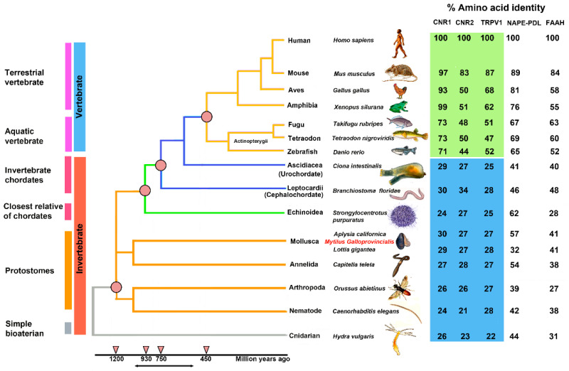 A phylogenetic “Tree of Life” of ECS in 15 species of vertebrates (blue) and invertebrates (orange), divided into six physiological groups: terrestrial vertebrate, aquatic vertebrate, invertebrate chordates, closest relative of chordates, protostomes, and simple bilaterian.