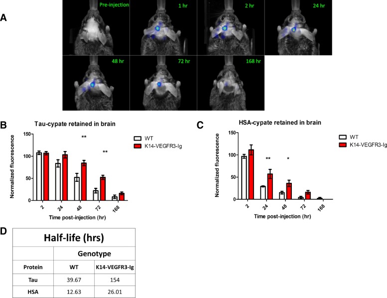 K14-VEGFR3-Ig mice retain significantly more tau in the brain following intra-CNS injection. a Panel showing distribution and gradual clearance of tau-cypate (as measured by longitudinal FMT) in a representative WT mouse from pre-injection through 168 h post-injection. Monomeric recombinant human tau was conjugated with the near-infrared fluorescent dye cypate and stereotactically injected in the hippocampus of WT and K14-VEGFR3-Ig mice. Mice were longitudinally imaged with FMT at the time-points indicated. The same injection and imaging timeline was followed for experiments involving clearance of HSA-cypate in WT and K14-VEGFR3-Ig mice b Significantly more tau is retained in the brain of K14-VEGFR3-Ig mice, indicating delayed clearance. 4–6 mo old WT (n = 9; 5 males, 4 females) and K14-VEGFR3-Ig mice (n = 6; 3 males, 3 females) were injected with tau-cypate in the hippocampus. They were imaged with FMT at 1, 2, 24, 48, 72 and 168 h post injection. The amount of fluorescence in the brain was quantified and normalized to values for the 1 h time point. A significantly higher amount of tau was retained in the K14-VEGFR3-Ig mice compared to WT mice at 48 h (85% vs 52% retention) and 72 h (52% vs 22% retention), following injection. Data was analyzed by a two-way ANOVA with a Bonferroni post-test. (** p-value < 0.01). c Significantly more HSA is retained in the brain of K14-VEGFR3-Ig mice, indicating delayed clearance. 4–6 mo old WT (n = 4; 1 male, 3 females) and K14-VEGFR3-Ig mice (n = 6; 4 males, 2 females) were injected with HSA-cypate in the hippocampus. They were imaged with FMT at 1, 2, 24, 48, 72 and 168 h post injection. The amount of fluorescence in the brain was quantified and normalized to values for the 1 h time point. A significantly higher amount of HSA was retained in the K14-VEGFR3-Ig mice compared to WT mice at 24 h (57% vs 29% retention) and 48 h (36% vs 15% retention) following injection. Data was analyzed by a two-way ANOVA with a Bonferroni post-test. (** p-value < 0.01, * p-value < 0.05). d Table summarizing half-life of tau and HSA in the CNS following their injection in both WT and K14-VEGFR3-Ig mice. The half-life of both proteins is longer in the K14-VEGFR3-Ig mice