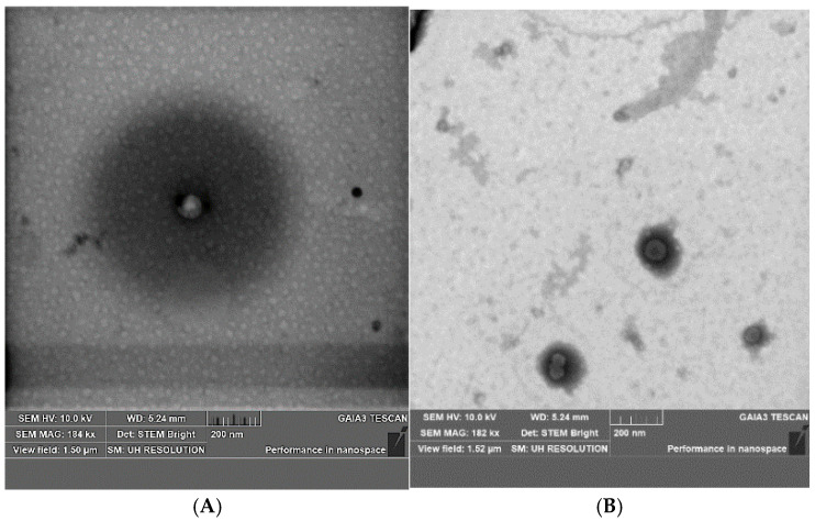 Pictures of (A) VS and (B) VS-CBD, bar = 200 nm, obtained by STEM analysis.