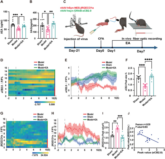 Electroacupuncture may reduce calcium excitability in the ACC via endogenous cannabinoids. (A) AEA content in ACC was determined by ELISA kit. EA significantly increased the expression level of AEA in the ACC of model mice. Sham group: 78.68 ± 4.57, Model group: 54.13 ± 3.17, Model + EA group: 70.89 ± 3.26. (One-way ANOVA with Bonferroni test, F (2,24) = 11.36, P < 0.001. N = 9 mice for each group. * vs. Model + EA group, *** vs. Sham group). (B) 2-AG content in ACC was determined by ELISA kit. EA significantly increased the expression level of 2AG in the ACC of model mice. Sham group: 209.98 ± 19.37, Model group: 142.18 ± 13.98, Model + EA group: 239.51 ± 20.81. (One-way ANOVA with Bonferroni test, F (2,28) = 7.148, P < 0.01. N = 11, 10, 10 for Sham, Model, Model + EA group. * vs. Sham group, ** vs. Model + EA group). (C) A timeline of in vivo multichannel fiber optic recording. We injected rAAV-hSyn-NES-jRGECO1a and rAAV-hsyn-GRAB-eCB2.0-WPRE viruses in the ACC and implanted fiber optics on day-21. After CFA injection on day 0, 7 days of EA was performed, and optical fiber recording was performed after the end of EA. (D) Heat maps showed changes in eCB signal activation between the three groups before and after 1.4 g von Frey stimulation in mice. (E) Line plots show changes in eCB signal activation between the three groups before and after stimulation. (F) Statistical plots showed the peak value of eCB signals in response to induced stimulation in mice after 7 days of EA. EA increases the level of eCB signals response in the ACC of model mice. Sham group: 1.64 ± 0.09, Model group: 0.87 ± 0.1, Model + EA group: 1.78 ± 0.13. (One-way ANOVA with Bonferroni test, F (2,16) = 18.84, P < 0.001. N = 6, 6, 7 for Sham, Model, Model + EA group. *** vs. Sham group, **** vs. Model + EA group). (G) Heat maps showed changes in jRGECO1a signal activation between the three groups before and after 1.4 g von Frey stimulation in mice. (H) Line plots show changes in jRGECO1a signal activation between the three groups before and after stimulation. (I) Statistical plots showed the peak value of jRGECO1a signals in response to induced stimulation in mice after 7 days of EA. EA reduces the level of jRGECO1a signals response in the ACC of model mice. Sham group: 1.27 ± 0.97, Model group: 1.93 ± 0.92, Model + EA group: 1.07 ± 0.13. (Kruskal–wallis test, N = 6, 6, 7 for Sham, Model, Model + EA group. ** vs. Sham group, *** vs. Model + EA group). (J) Linear correlation analysis of the correlation between eCB signal and jRGECO1a signal. There was a strong negative correlation between eCB and Ca2+ signals, Ca2+ signals decreased with the increase of eCB and conversely when eCB decreased Ca2+ increased. (Pearson Correlation Analysis, N = 6, 6, 7 for Sham, Model, Model + EA group. Pearson r = -0.639, P < 0.01). Data are presented as mean ± SEM