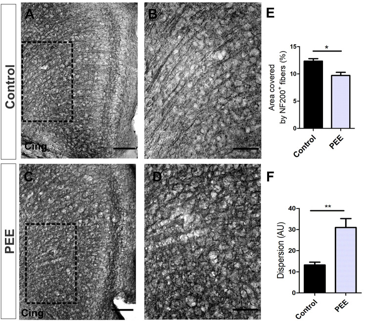 The axonal cytoskeleton is altered in adult PEE adults. Optical photomicrographs of coronal sections of adult male mouse brains immunostained with NF200. Height of the anterior cingulate cortex (ACC) of a Control (A) and PEE brain (C) at low magnification. Height of the ACC of a Control (B) and PEE brain (D) at higher magnification. In (A,C) photomicrographs, the cingulum is indicated with the abbreviation cing. Area covered by NF200+ fibers (%, E). Dispersion grade in the orientation of the NF200+ fibers is expressed in arbitrary units (AU; F). Data expressed as the mean ± SEM (Control n = 4 each one from four different control litters, PEE n = 4 each one from four different ethanol PEE litters); all parameters were analyzed by Student’s t-test (*p < 0.05, **p < 0.01). Scale bars: 100 μm (A,C), 50 μm (B,D).