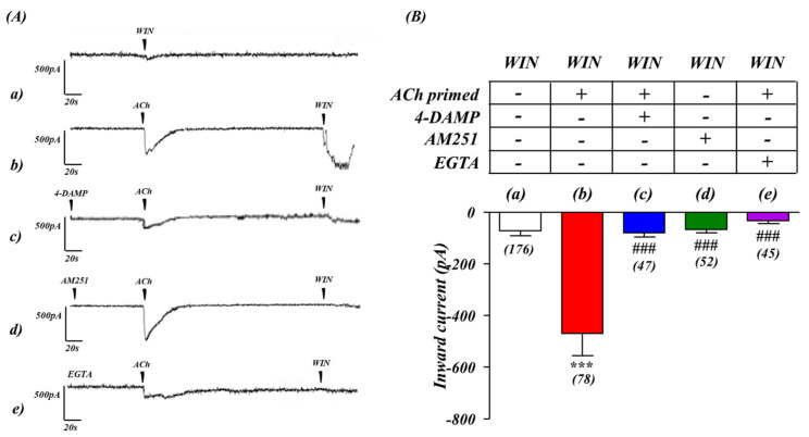 ACh ‘priming’ enhances inward current responses to CB1 receptor activation in SH−SY5Y human neuroblastoma cells. (A) Whole cell voltage-clamp recordings from SH−SY5Y cells in culture. A small inward current after CB1 receptor activation (WIN 55,212−2, 100 nM), was observed in SH−SY5Y cells (a), 5 min pre-application of acetylcholine (ACh, 1 µM) greatly enhances the inward current induced by WIN 55,212−2 stimulation (b). Superfusion with either M3 (4−DAMP, 10 nM) or CB1 (AM251, 1 μM) receptor antagonists (c,d respectively) were able to completely abolish the ACh priming effect on CB1 receptors. During superfusion with Ca2+-free/EGTA (100 µM) buffer, the ACh−dependent priming effect on CB1 receptors was again abolished (e). (B) Histogram representation of the M3 receptor priming on the subsequent cellular response induced by CB1 receptor stimulation in presence of 4−DAMP (c), AM251 (d) and EGTA (e). *** p < 0.001 vs. (a) WIN only, and ### p < 0.001 vs. (b) ACh−WIN. One−way analysis of variance followed by Multiple Comparison Test, with Bonferroni’s correction. n values for each experiment are shown in brackets below each bar.