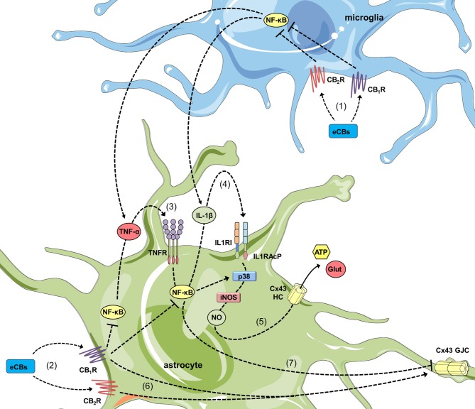 Cannabinoids (CBs) prevent the opposite regulation of astroglial connexin-based channels evoked by inflammatory conditions. In activated microglia, endocannabinoids (eCBs) acting on CB1Rs/CB2Rs counteract the NF-κβ-dependent release of TNF-α and IL-1β (1). In addition, in activated astrocytes, the stimulation of CB1Rs could also blunt the NF-κβ-mediated autocrine/paracrine release of TNF-α and IL-1β (2) along with the corresponding activation of TNFR1 (3) and IL1RI/IL1RAcP (4). The latter results in the inhibition of p38 MAP kinase and nitric oxide (NO) production, as well as the consequent reduction in excitotoxic release of gliotransmitters (e.g., glutamate and ATP) through astroglial Cx43 hemichannels (5). In parallel, activation of CB1Rs/CB2Rs may neutralize the reduction in gap junction communication (6) evoked by pro-inflammatory conditions (7).