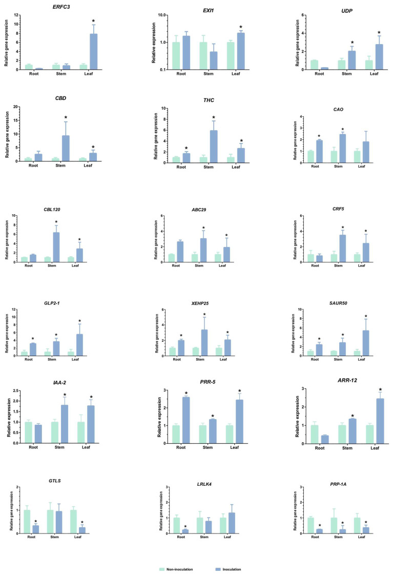 The qRT-PCR analysis of differentially expressed genes obtained from RNA-seq. Eighteen genes related to plant-growth-promoting impacts in cannabis were chosen, where the relative expression was calculated using the 2−ΔΔCt method and normalized against actin, an internal control [19,20]. Bars indicate means ± SD analyzed from three biological replications (n = 4), and asterisks indicate significant differences at p < 0.05.