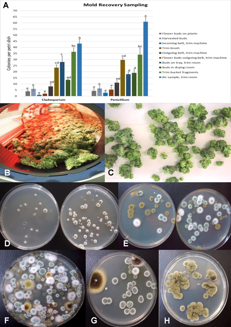 (A) Recovery of colony-forming units of Cladosporium and Penicillium species on potato dextrose agar at various stages of sampling of cannabis tissues, starting from buds on plants to harvested and mechanically trimmed buds. Swabs were taken of buds entering into a mechanized trim operation at different stages as indicated on the graph. Final samples were taken from trim buckets and air in the trim room, and from dried buds prior to packaging. The data are from three repeated sampling times conducted in two facilities. A minimum of eight replicate petri dishes were used at each sampling stage. Bars show +/− standard errors and were analyzed for significant differences using ANOVA. Means followed by a different letter are different according to Tukey’s HSD test at P = 0.05. (B) Trimmed buds leaving the trim machine. (C) Trimmed buds on the conveyor belt. (D) Recovery of Penicillium species from swabs taken of buds prior to being trimmed (left) compared to buds that had been trimmed (right). (E) Recovery of Penicillium and Cladosporium species from swabs taken of buds prior to being trimmed (left) compared to buds that had been trimmed (right). The number of Penicillium colonies recovered was increased following trimming. (F) Colonies of Penicillium, Aspergillus, and Cladosporium species from air samples collected from within a trim room. Dishes were left exposed for 60 min and taken back to the laboratory to allow for colony development and enumeration. (G) Swabs taken of indoor-grown dried cannabis buds showing growth of Aspergillus niger (black colonies) and Penicillium olsonii (blue-green colonies). (H) Swabs taken of dried field-grown cannabis buds and tissue segments plated on potato dextrose agar showing development of Cladosporium westerdijkieae.