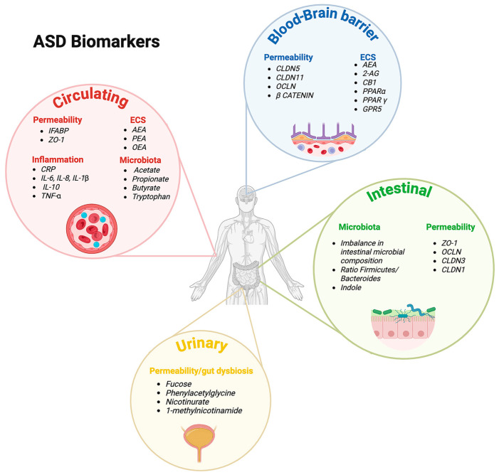Schematic overview of the main biomarkers associated with ASD (created using BioRender.com). The figure summarizes the main biomarkers associated with ASD, categorized into circulating, blood–brain barrier, intestinal, and urinary biomarkers. Circulating biomarkers are further classified into permeability markers, including intestinal fatty acid-binding protein (I-FABP) and zonulin-1 (zo-1); endocannabinoid system (ECS) markers, including anandamide (AEA), palmitoylethanolamide (PEA), and oleoylethanolamide (OEA); inflammatory makers, such as C-reactive protein (CRP), interleukin (IL)-6, IL-8, IL-1β, IL-10, and tumor necrosis factor-alpha (TNF-α); microbiota-related metabolites, including acetate, propionate, butyrate, and tryptophan. Blood–brain barrier biomarkers include permeability-related proteins, such as claudin-5 (CLDN5), claudin-11 (CLDN11), occludin (OCLN), and β-catenin; ECS components, including AEA, 2-arachidonoylglycerol (2-AG), cannabinoid receptor type 1 (CB1), peroxisome proliferator-activated receptor alpha (PPAR-α), PPAR-gamma (PPAR-γ), and G protein-coupled receptor 55 (GPR55). Intestinal biomarkers are divided into microbiota markers, such as an imbalance in intestinal microbial composition, Firmicutes/Bacteroidetes ratio, and indole; and permeability markers, including ZO-1, OCLN, claudin-3 (CLDN3), and claudin-1 (CLDN1). Urinary biomarkers include markers of permeability and gut dysbiosis, such as fucose, phenylacetylglycine, nicotinurate, and 1-methylnicotinamide (Created in BioRender) https://BioRender.com/4tucvca, URL accessed on 15 June 2025).