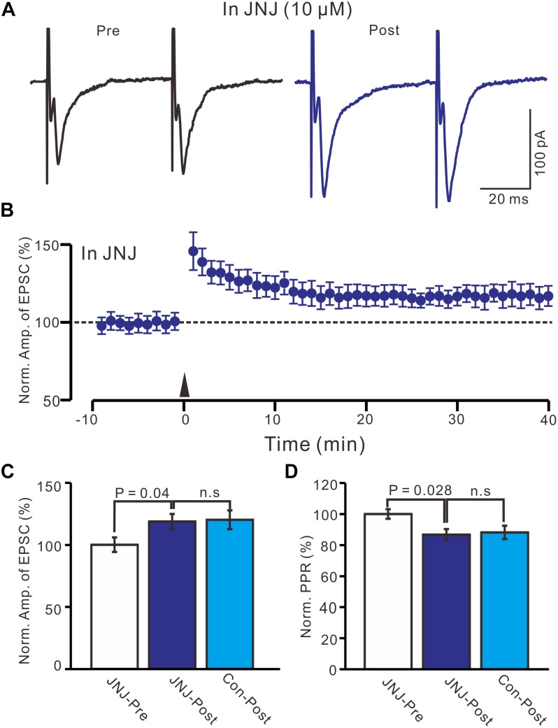 Blockade mGluR1 failed to prevent the LTP induction in the MNCs. (A) In the presence of JNJ16259685 (10 μM), representative traces showing paired-pulse stimulation-evoked EPSCs in a PVN MNC before (Pre) and after (post) delivering HFS. (B) Summary of data show the time course of the normalized amplitude of N1 before and after delivery of HFS (arrow head; n = 12 cells). (C) Bar graph (n = 12 cells) showing the normalized amplitude of N1 before and after delivery of HFS in the presence of JNJ (JNJ-Pre, JNJ-Post) and control condition (Con-post). (D) Summary of data (n = 12 cells) showing the normalized PPR before and after delivery of HFS in the presence of JNJ (JNJ-Pre, JNJ-Post) and control condition (Con-post). Note that blockade mGluR1 failed to prevent the LTP induction in the PVN MNCs.