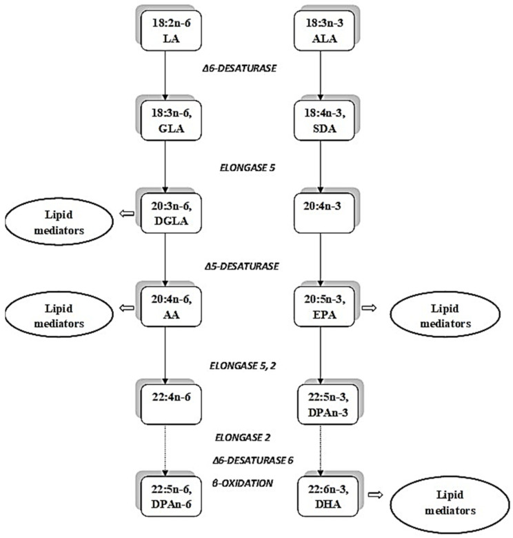The elongation and desaturation of the essential fatty acids, linoleic acid (LA) and alpha-linolenic acid (ALA). Abbreviations: AA, arachidonic acid; EPA, eicosapentaenoic acid; DPA, docosapentaenoic acid; DHA, docosahexaenoic acid; GLA, γ-linolenic acid; DGLA, di-hommo-γ-linolenic acid; SDA, stearidonic acid.