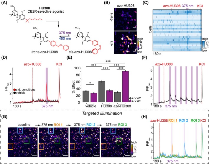Azo‐HU308 enables optical control of Ca2+ in INS‐1 β‐cells. (A) Chemical structure of HU308, which inspired the design for the photoswitch azo‐HU308. azo‐HU308 isomerizes between trans and cis under blue and UV‐A light, respectively. (B–H) INS‐1 cells were transfected with R‐GECO and imaged by confocal microscopy, then treated with azo‐HU308 (20 μm) and 375‐nm light pulses. Displayed are: (B) Representative images of R‐GECO fluorescence in cells treated with azo‐HU308 before (top) and after (bottom) 375 nm irradiation, which increases Ca2+ levels. (C) Heat map showing Ca2+ traces from 25 representative cells treated with azo‐HU308 and irradiated with 375 nm light. (D) Averaged Ca2+ traces showing that azo‐HU308 robustly stimulated Ca2+ during UV‐A irradiation (red, N = 170, T = 4) and that vehicle (0.1% DMSO) had no effect (black, N = 203, T = 4). (E) Summary bar graph showing the effect on Ca2+ during compound addition (gray bars) and 375 nm irradiation (purple bars); comparing vehicle (N = 203, T = 4), HU308 (20 μm, N = 150, T = 3), and azo‐HU308 (N = 170, T = 4). (F) Averaged R‐GECO fluorescence plot demonstrating azo‐HU308's effect decays over multiple irradiations (N = 300, T = 3). (G) Representative images showing R‐GECO fluorescence and three regions of interest (ROIs) targeted with 375 nm light during the Ca2+ imaging assay in H (N = 10, T = 3). (H) Averaged Ca2+ trace from cells in each of the ROIs in G, showing that azo‐HU308 robustly stimulated Ca2+ release in only the cells that were irradiated (N = 10 per ROI, T = 3). Error bars = mean ± SEM. *P < 0.05, **P < 0.01, ***P < 0.001, ns, not significant. Student's t‐test.