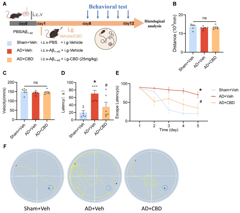 Behavioral and cognitive enhancement by CBD in Aβ1–42-induced mice. Mice were injected with Aβ1–42 (10 μg, 5 μL, i.c.v.), which was followed by CBD treatment (25 mg/kg, i.g.). (A) Experimental design schematic: (B) average swimming velocities across experimental groups; (C) traversed distances during the test by each group; (D) latency to locate the target platform during the final exploration trial; (E) temporal trend line depicting the duration mice took to reach the target platform during training; (F) swimming paths of mice targeting the hidden platform during the final exploration trial. Data are presented as mean ± SEM (n = 6). * p < 0.05 vs. sham + Veh group; # p < 0.05 vs. AD + Veh group, ns: not significant.