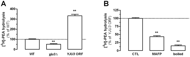 Yju3 is involved in PEA hydrolysis.[3H]-PEA hydrolysis in YJU3 gene-deleted yeast strain (yju3Δ) is compared to wild-type strain (WT), and to the hydrolysis measured in a YJU3 gene-deleted yeast strain in which an YJU3 ORF was reintroduced (YJU3 ORF) (A). The [3H]-PEA hydrolysis found in the Yju3 expressing strain (i.e. YJU3 ORF expressing strain (CTL)) is partially sensitive to MAFP inhibition and sensitive to denaturing conditions (boiled) (B). Values are the mean±SEM of three experiments performed in duplicate and are expressed as percentage of control. ** P<0.01 compared to control (ANOVA one-way, Dunnett's post test).