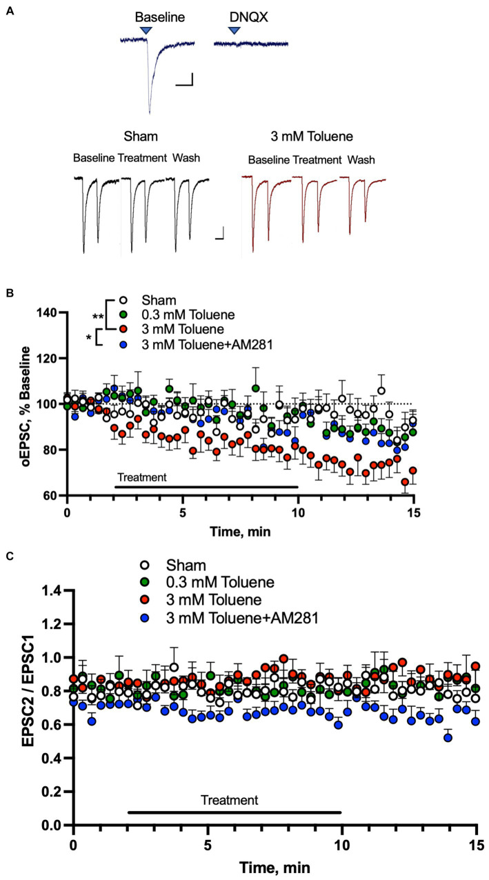 Toluene dose-dependently reduces excitatory mPFC-BLA signaling in a CB1R-dependent manner. (A) EPSCs in BLA principal neurons evoked by light pulses (470 nm) in slices from rats expressing channelrhodopsin-2 in mPFC terminals. Top traces show EPSCs before (left) and after (right) bath application of the AMPA receptor antagonist DNQX (10 μM). Scale bars: x-axis 50 msec, y-axis 50 pA. Bottom traces show representative AMPA-mediated EPSCs before, during and after Sham aCSF or toluene (3 mM) exposure. Scale bars: x-axis 100 msec, y-axis 50 pA. (B) Time course of EPSC1 before, during and after exposure to Sham aCSF, 0.3 mM toluene, 3.0 mM toluene or 3.0 mM plus 0.75 μM AM281. Symbols: (**) indicates significant difference (p < 0.01) between Sham aCSF and 3 mM toluene group, repeated measures mixed model with Dunnett’s post-hoc test. (*) indicates significant difference (p < 0.05) between 3 mM toluene and 3 mM toluene plus 0.75 μM AM281 (Sidak’s post-hoc test). (C) Time course of paired pulse ratio (EPSC 2/EPSC 1) before, during and after exposure to Sham aCSF, 0.3 mM toluene, 3.0 mM toluene or 3.0 mM plus 0.75 μM AM281. Data are expressed as a percent (mean + SEM) of pre-treatment baseline; aCSF Sham (n = 11 cells/6 animals), 0.3 mM toluene (n = 10 cells/6 animals), 3.0 mM toluene (n = 11/4 animals), and 3.0 mM toluene +0.75 μM AM 281 (n = 8 cells/6 animals).