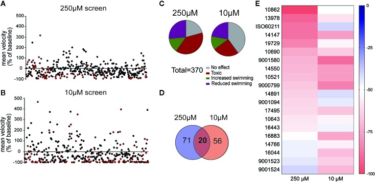 A library of synthetic cannabinoids (SCs) was screened for their ability to reduce the high velocity seizure-like swim behavior of 5 day old zebrafish larvae. Compounds were screened at (A) 250 µM and (B) 10 µM. Each data point represents the mean velocity change in swim behavior of six fish treated with an individual compound. The red data points represent compounds that failed to go into solution or identified as toxic after 90-min exposure. (C) Summary of compound effects after screening 370 SCs at 250 and 10 µM. The threshold for inhibition of seizure activity was determined as a reduction in mean swim velocity of ≥40%. (D) The total number of compounds identified as positive from the 250 and 10 µM library screen. (E) Heat map representing the 20 compounds which successfully reduced the mean swim velocity by >40% in the 250 and 10 µM screening.