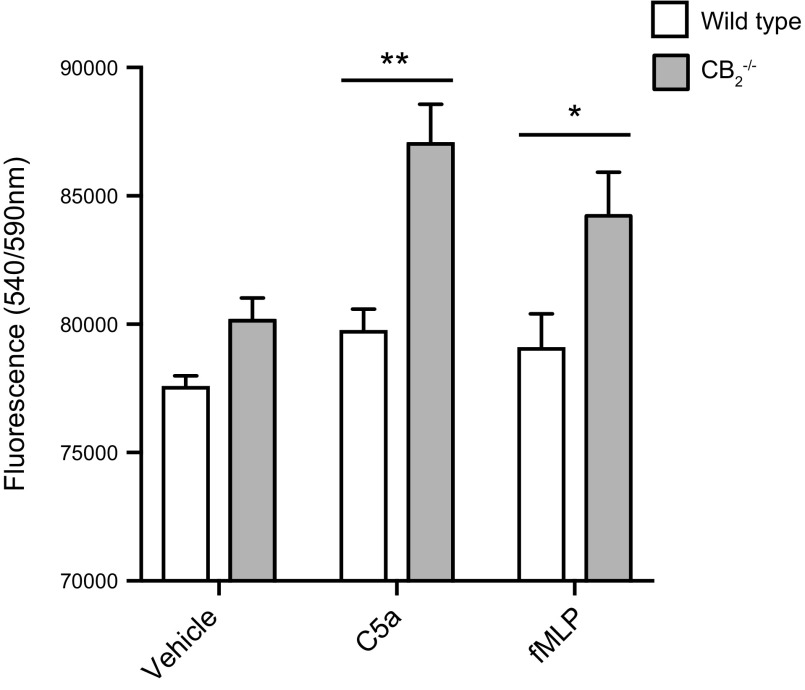 CB2−/− neutrophils from bone marrow adhere more to ICAM-1 upon stimulation with complement and bacterial products. Bone marrows of 8–10-wk-old female WT and CB2−/− mice were harvested, and neutrophils were purified with negative selection. Cells were incubated with vehicle, 10 nM C5a, or 20 nM fMLP for 15 min at 37°C and were then transferred to ICAM-1–precoated 96-well plates to adhere for another 15 min. Adhesion quantification was carried out with the PrestoBlue dye. Data are means + sem (n = 4 independent neutrophil purifications/genotype). Statistical analysis was conducted by 2-way ANOVA with Sidak’s multiple comparisons correction. *P < 0.05, **P < 0.01.