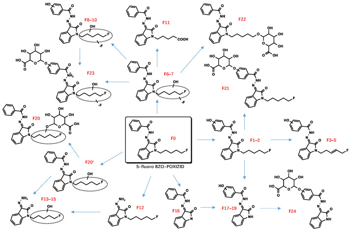 Proposed metabolic pathway of 5-fluoro BZO-POXIZID.
