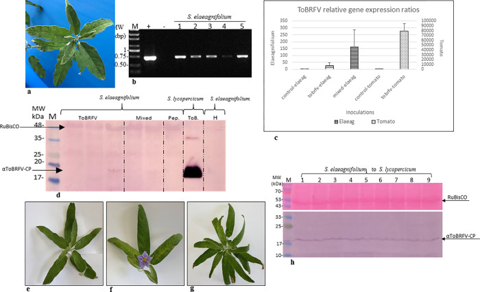 S. elaeagnifolium is a host of ToBRFV, with a low virus titer.(a) Asymptomatic ToBRFV-infected S. elaeagnifolium plants found adjacent to a commercial tomato greenhouse. (b) RT-PCR of ToBRFV-inoculated S. elaeagnifolium plants, confirmed by Sanger sequencing. (c) A graphical depiction of ToBRFV relative gene expression ratios 2^-ΔΔCt in comparison to the corresponding healthy controls (using the TIP41 endogenous gene). S. elaeagnifolium plants were inoculated with ToBRFV, or a mixture of ToBRFV and PepMV-IL from tomato plants bearing the Tm-22 resistance gene. (d) Western blot analyses showing a low titer of ToBRFV-CP in S. elaeagnifolium plants compared to tomato. Plants were inoculated with ToBRFV or a mixture of ToBRFV and PepMV-IL from tomato plants. (ToBRFV n = 5, PepMV n = 2, mixed inoculation n = 5). A Ponceau-S stained gel is depicted showing both the CP and RuBisCO. (e) Depiction of a healthy control S. elaeagnifolium plant. (f) An asymptomatic S. elaeagnifolium plant 30 dpi with ToBRFV, or (g) a mixture of ToBRFV and PepMV-IL. (h) A bioassay for ToBRFV-inoculated S. elaeagnifolium plants using tomato plants. M, molecular size marker; (+) a control from ToBRFV-infected tomato plants; (-) healthy control; numbers represent different plants; arrows indicate the ToBRFV-CP and the Ponceau-S stained RuBisCO; H, a healthy control.