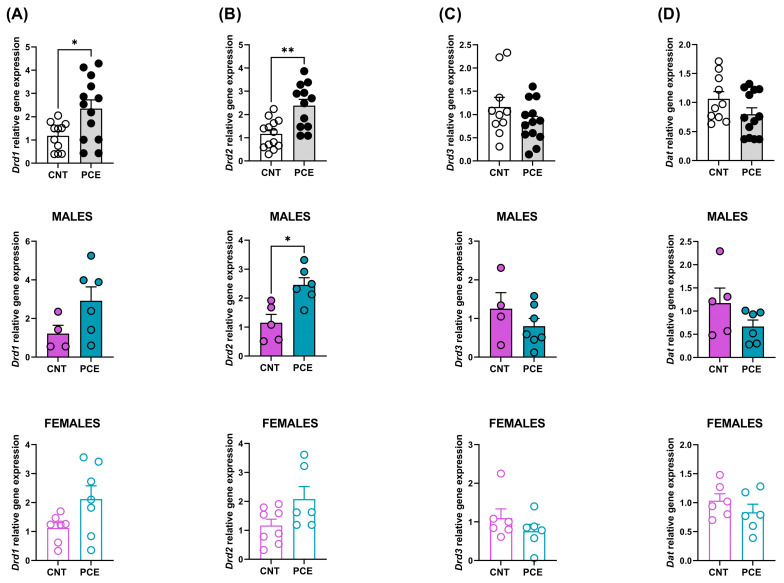 Drd1 (A), Drd2 (B), Drd3 (C), and Dat (D) relative gene expression analyzed in the PFC of prenatal cannabis-exposed (PCE) and control (CNT) rats in the combined population and the population stratified according to sex. Gene expression data are reported as 2−ΔΔCt values calculated by the Delta–Delta Ct (ΔΔCt) method versus CNT. Expression was normalized to GAPDH, β-actin, and 18S. Data are reported as mean ± SEM (n = 11–15 rats/group, combined population; n = 4–7 rats/group, male rats; n = 6–7 rats/group, female rats). Significant differences are indicated: Mann–Whitney Test ** p < 0.01, * p < 0.05 vs. CNT.