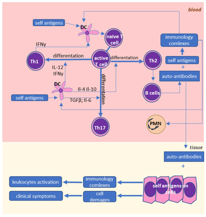 Cellular interactions in lupus erythematosus (SLE) and rheumatoid arthritis (RA). SLE and RA are characterized by abnormal interactions between leukocytes. Overactivation of dendritic cells leads to higher activation of different subpopulations of T lymphocytes, and in consequence, to higher levels of pro-inflammatory molecules produced by these cells. Moreover, Th2 activates B cells, which leads to the production of autoantibodies that bind to the self-antigens, in consequence leading to the destruction of tissues and further activation of the immune system.