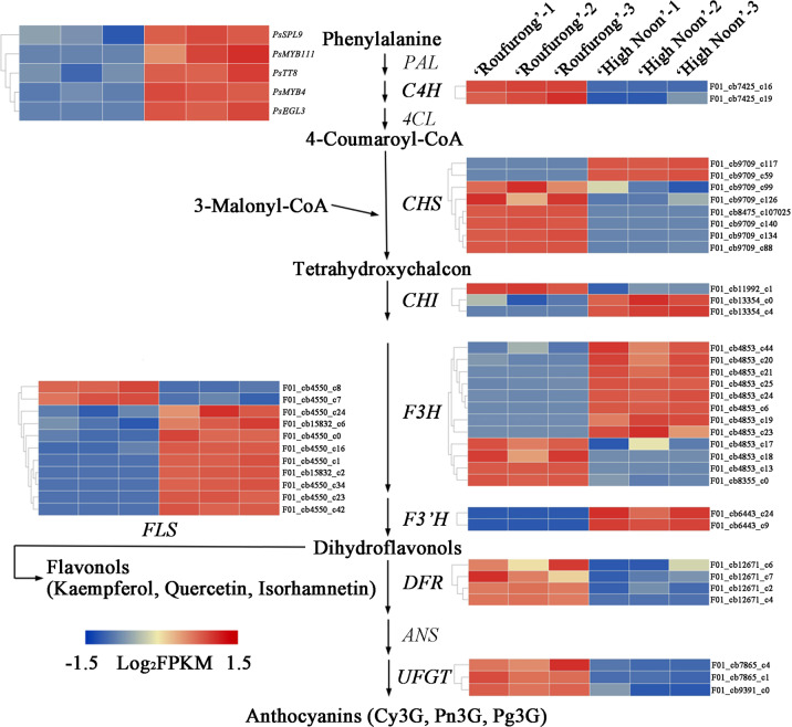 Putative DEGs in the flavonoid biosynthesis pathway and their expression levels at S3 in “High Noon” and “Roufurong”.The expression pattern of each gene is shown in a heatmap beside each step. Blue indicates low expression and red indicates high expression