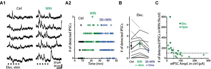 Activation of CB1-Rs enhances small disynaptic IPSCs in MCs. (A1) Consecutive trials of disynaptic inhibitory responses in a MC (Vhold = −45 mV) evoked by CFF stimulation under control conditions (left) and in the presence of WIN (right). CFF axons were activated using electrical stimulation in aPC (5 stimuli, 40 Hz; indicated by black arrows). (A2) Time-course for the experiment in (A1) showing that WIN increased the number of detected IPSCs following stimulation (assessed over 250 ms-window), and that this effect was reversed by co-application of the CB1-R antagonist SR. Each data point reflects one trial. (B) Summary of WIN and SR effects on the number of MC IPSCs evoked by electrical stimulation in aPC (n = 12; 12–24 trials per MC under each condition). Note the increase due to WIN in 10 MCs (dark lines) and the reversal in the same cells by co-application of WIN+SR. Circles: mean ± SEM. Responses were evoked by bursts of 40 Hz (as seen an A1) or 100 Hz electrical stimuli. (C) WIN effects on the number of disynaptic IPSCs as a function of the amplitude of the evoked IPSC (eIPSC) under control conditions. MC recordings in which IPSCs were measured following electrical stimulation of aPC (as in A1; dark symbols) or optogenetic stimulation (open symbols) in ntsr1-ChR2-YFP mice are shown. Note that weak eIPSCs were consistently enhanced by WIN, while strong eIPSCs were most commonly reduced by WIN. Vertical dashed line at 50 pA reflects the cut-off used in the analysis in which WIN effects were determined by IPSC size (see main text). All IPSC recordings in the illustrated experiments were conducted using a −45 mV holding potential.