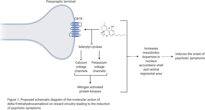 Proposed schematic diagram of the molecular action of delta-9-tetrahydrocannabinol on reward circuitry leading to the induction of psychotic symptoms