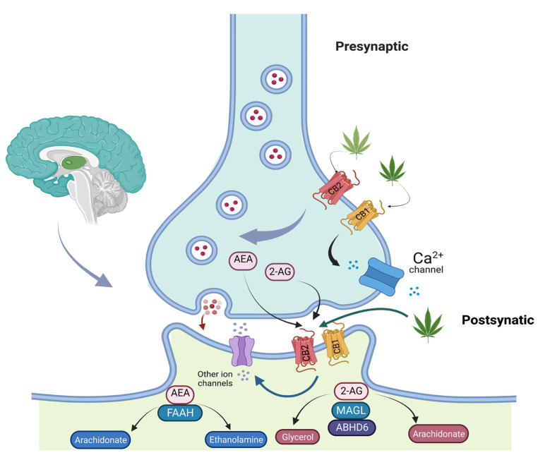 General overview of endocannabinoid system mechanism.