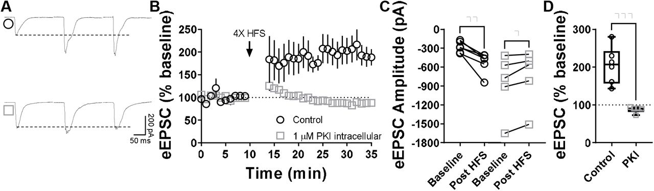 Postsynaptic PKA is required for CA1 hippocampal LTP.(A) Representative eEPSC traces before and after high-frequency stimulation (HFS) (4 pulses of 100□Hz, 1□min inter-pulse interval), showing the effects of PKI (1 μM) intracellular diffusion into CA1 pyramidal neurons within hippocampal brain slices of C57BL/6J mice. (B-C) Post synaptic PKA signaling is necessary to the induction of LTP in CA1 (0–10□min baseline v. final 10□min of recording; Control: paired t-test, P□=□0.00587, t5□=4.6, n□= 6 neurons from 4 mice; PKI: paired t-test, P□=□0.0282, t4□=3.36, n□= 5 neurons from 4 mice). (D) Box plot shows the average disruption of hippocampal LTP by inhibiting post synaptic PKA (Control: 205 ± 49 % vs PKI: 88 ± 9%, P=0.000551, t9=5.22, Unpaired t-test). Time course data represent mean ± SEM. Box plots represent median and interquartile ranges. *P□<□0.05, **P□<□0.01, ***P□<□0.001.