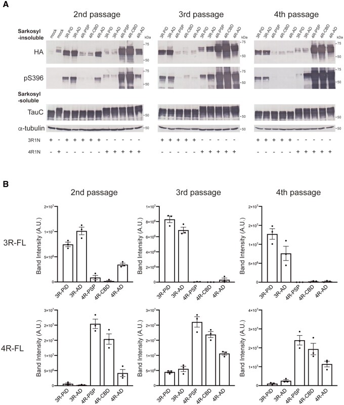 Serial passages of insoluble tau extracted from transfected cells. (A) Sarkosyl-insoluble fractions extracted from cells transfected with patient-derived tau strains were introduced into SH-SY5Y cells transiently expressing HA-tagged human tau 3R1N or 4R1N (second passage). The insoluble tau obtained after the second passage was further passed into SH-SY5Y cells twice more (third passage and fourth passage). Immunoblot analyses of sarkosyl-insoluble fractions and sarkosyl-soluble fractions extracted from cells transfected with 3R-PiD, 3R-AD, 4R-PSP, 4R-CBD and 4R-AD are shown. Insoluble tau was detected with anti-HA and pS396 antibodies. Total tau was detected with TauC antibody. Full-length blots are presented in the Supplementary material. (B) The band intensities of the anti-HA antibody immunoblots shown in A were quantified. The results are expressed as means ± SEM (n = 3).