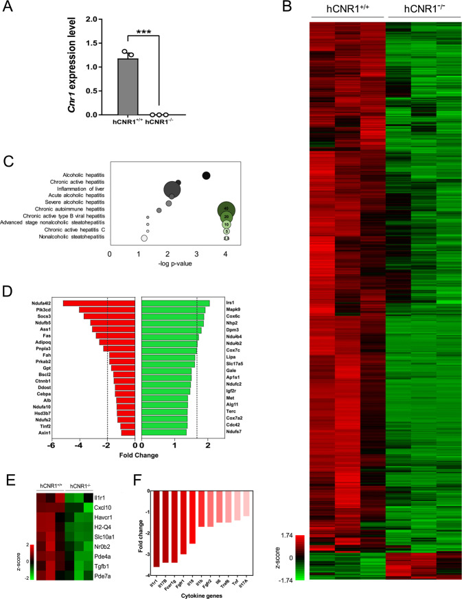 Hepatic Cnr1 regulates liver disease-associated genes.Gene expression using RNA extracted from isolated hepatocytes of hCNR1+/+ and hCNR1−/− mice (n = 3). A CB1R mRNA (Cnr1) expression in hepatocytes isolated from hCNR1+/+ and hCNR1−/− mice. B Heat map of genome-wide expression changes by normalized z-score between −1.74 and 1.74. C Gene ontology (GO) analysis on liver disease-related genes based on genome-wide expression changes by normalized z-score between −1.74 and 1.74 depicted in B. Bubble sizes depict number of genes associated with hepatitis category. D Fold change of genes that are inflammation associated in hCNR−/− mice compared to hCNR+/+ mice. E Fold change of genes that are liver-disease associated in hCNR−/− mice compared to hCNR1+/+ mice. Heat map showing z-score (−2.0 and 2.0) of the nine identified present in the GO pathway associated with liver damage inflammation. F Fold change of inflammatory cytokines and growth factors in hCNR−/− mice compared to hCNR1+/+ mice.