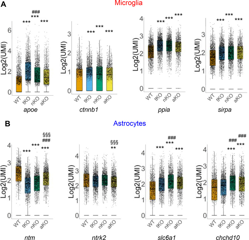 A Differentially expressed genes involved in “Oxidative response” in microglia from different genotypes. B Differentially expressed genes involved in “Neural function” in astrocytes. **P < 0.01; ***P < 0.001 compared with WT; ###P < 0.001 compared with tKO; §§§P < 0.001 compared with nKO