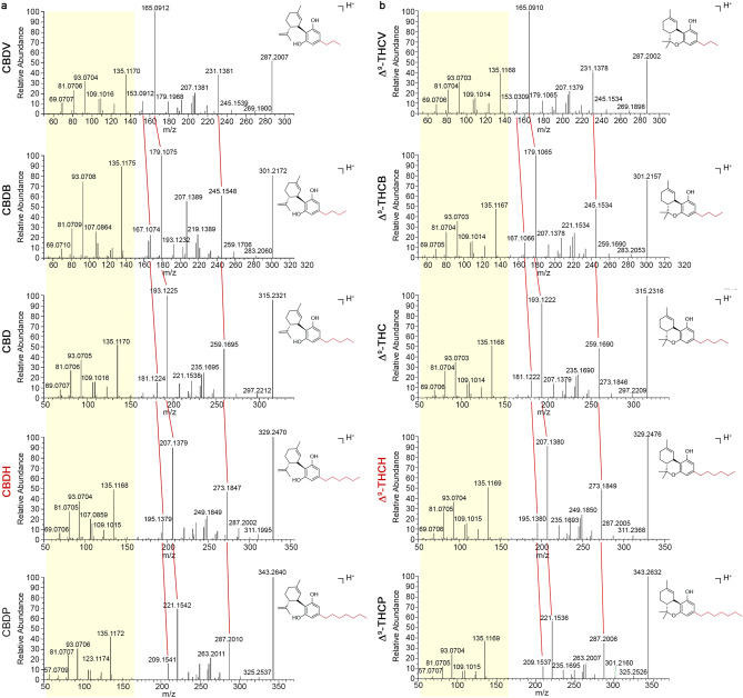 MS/MS spectra library of CBD and Δ9-THC homologs by UHPLC-HESI-Orbitrap. Comparison of the high-resolution fragmentation spectra in positive (ESI+) mode for CBD (panel A) and Δ9-THC (panel B) homologs. The pale-yellow box point out the constant terpenic portion. The red lines highlight the shift of some fragments corresponding to the loss of a methylene portion (CH2, m/z = 14) moving from CBDP (or Δ9-THCP) to CBDV (or Δ9-THCV).
