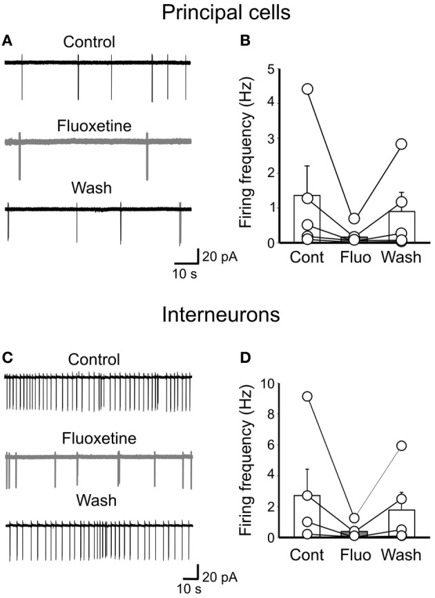 Fluoxetine reduces the firing rate of principal cells and interneurons. (A) cell attach recordings of a pyramidal cell before, during and after (Wash) application of fluoxetine (20 μM). (B) Population graph of the firing frequency of pyramidal cells (n = 5) before (Cont), during (Fluo) and after application of fluoxetine (Wash). Columns represent the mean, bars the SEM. The effects of fluoxetine were significantly different from controls (p < 0.05). (C,D) as in (A,B) but for GABAergic interneurons in stratum radiatum (n = 5; p < 0.05).