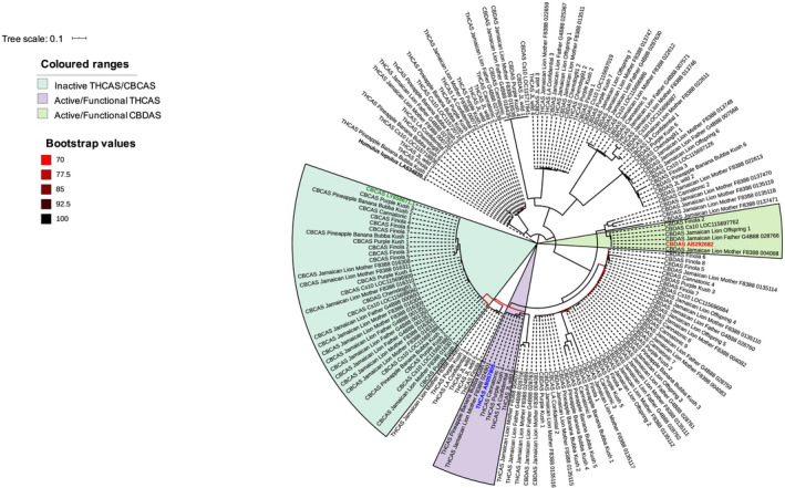 Maximum‐likelihood phylogenetic tree depicting the relationship among the Cannabis sativa cannabinoid synthase genes tetrahydrocannabinolic acid synthase (THCAS), cannabidiolic acid synthase (CBDAS) and cannabichromenic acid synthase (CBCAS). The published nucleotide sequences of the active/functional forms of THCAS (GenBank acc. no. AB057805.1), CBDAS (GenBank acc. no. AB292682.1), CBCAS (GenBank acc. no. LY658671.1) and the paralogues of these genes as annotated in the cs10 v.2.0 and Jamaican Lion (female parent and male parent) assemblies (Supporting Information Tables S1, S2) were aligned against the latest C. sativa reference genome assemblies (Table 1) using Blast+/2.2.29 (Altschul et al., 1990). Best hits corresponding to a percentage identity > 98.5%, query coverage > 75% and alignment length = query length ± 100 bp were retained (Tables S1, S2). The nucleotide sequences of these best hits were extracted from each assembly (where applicable) using bedtools v.2.26.0 (Quinlan & Hall, 2010). transdecoder v.3.0 was used to predict the longest open reading frame from the extracted regions (https://transdecoder.github.io/). The predicted proteins along with amino acid sequences (complete CDS) of AB057805.1 (gene ID in blue), AB292682.1 (gene ID in red), LY658671.1 (gene ID in green) and the other cannabinoid synthase gene copies annotated in the cs10 v.2.0 and Jamaican Lion (female parent and male parent) genome assemblies were used for multiple sequence alignment using clustal Omega (Sievers et al., 2011). The phylogenetic tree was reconstructed from these alignments using raxml v.8.12.12. with 500 bootstrap replicates under the JTT model of amino acid substitution and visualized using Interactive Tree Of Life (iTOL) (Letunic & Bork, 2007; Stamatakis et al., 2008). The tree was rooted with the Humulus lupulus THCAS homolog (GenBank acc. no. LA634839.1). Only bootstrap values of > 70% are shown. It is worth noting that all CBCAS genes cluster with some the THCAS genes reflecting the high sequence similarity between these two cannabinoid synthase genes (Fig. 3).