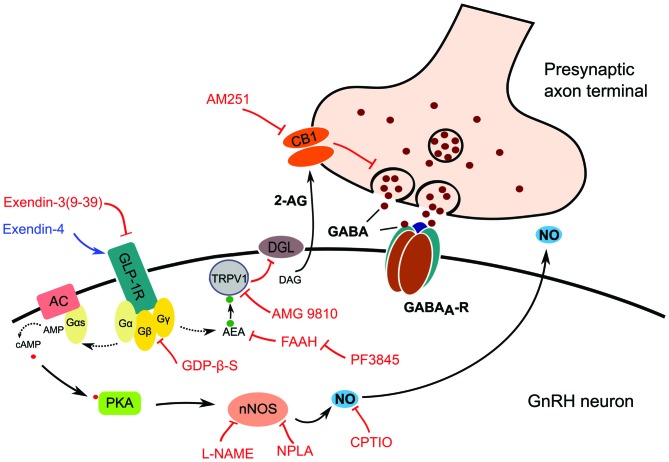 Schematic illustration of GLP-1R signaling in GnRH neurons and its proposed action on presynaptic GABA release. Effect of the GLP-1R agonist (Exendin-4) or antagonist (Exendin-3) is mediated by G-protein complex, which may activate two retrograde signaling cascades. The first pathway involves activation of the intracellular TRPV1 which decreases postsynaptic production and release of 2-AG resulting in the suppression of inhibition of the presynaptic GABA release. The second one involves the release of NO produced by nNOS which increases the release probability and vesicular reuptake of GABA at the presynaptic terminal. Abbreviations: GLP-1R, glucagon-like peptide 1 receptor; AC, adenylate cyclase; Gα, Gβ, Gγ, G-protein subunits; DAG, diacylglycerol; DGL, DAG-lipase; CB1, cannabinoid receptor type-1; AM251, CB1 antagonist; 2-AG, 2-arachidonoylglycerol; GABAA-R, GABAA receptor; PKA, protein kinase A; nNOS, neuronal nitric oxide synthase; L-NAME, Nω-Nitro-L-arginine methyl ester hydrochloride, a NOS inhibitor; NPLA, N5-[Imino(propylamino)methyl]-L-ornithine hydrochloride, a nNOS inhibitor; GDP-β-S, GDP-Beta-S trilithium salt, a G-protein inhibitor; CPTIO, Carboxy-PTIO potassium salt, a NO scavenger; TRPV1, transient receptor potential vanilloid 1; AEA, anandamide; AMG9810, TRPV1 antagonist; FAAH, fatty acid amide hydrolase; PF3845, FAAH-inhibitor. Red lines depict inhibitory actions, blue line refers to excitatory action, and dotted lines represent hypothetical relations.