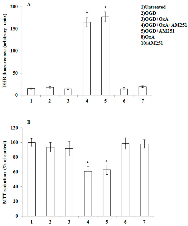 OGD treatment fails to induce ROS formation and toxicity in primary cortical neurons isolated from MAGL null mice. (A) Primary neurons isolated from MAGL null mice, loaded with DHR, were incubated with AM251 (0.5 µM, 15 min), exposed to OX-A (0.2 µM) for an additional 30 min and, finally, subjected to OGD for 60 min. After 1.5 h incubation under normoxic conditions, the cells were analyzed with a fluorescence microscope as described in Figure 1. Results expressed as arbitrary units represent the mean ± SEM calculated from three to five separate experiments, each performed in duplicate. * p < 0.0001 vs. OGD-treated cells (one-way ANOVA followed by Bonferroni test). (B) Neurons were treated as in (A), exposed to OGD for 60, and after 20 h under normoxic conditions, analyzed for cell viability using the MTT assay. Results represent the mean ± SEM of three separate experiments, each performed in duplicate. * p < 0.01 vs. OGD-treated cells (one-way ANOVA followed by Bonferroni test).
