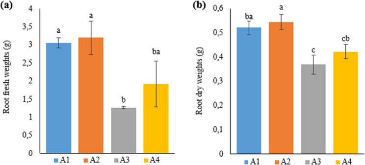 Graph showing the root (a) fresh and (b) dry weights of cannabis plants which is A1: 1/2 Hoagland + 150:30:150 N: P:K, A2: 1/2 Hoagland + 150:30:150 N: P:K + 10 mg/L Si, A3: 1/2 Hoagland + 150:30:150 N: P:K + 1 mg/L IBA, A4: Soil media (peat: soil: perlite / 1:1:1). Columns shown that mean comparsions were conducted using Duncan’s multiple range test wtih the bars stand for standard deviation (SD). According to the analysis of variance, different letters indicate statistically significant differences at p ≤ 0.05