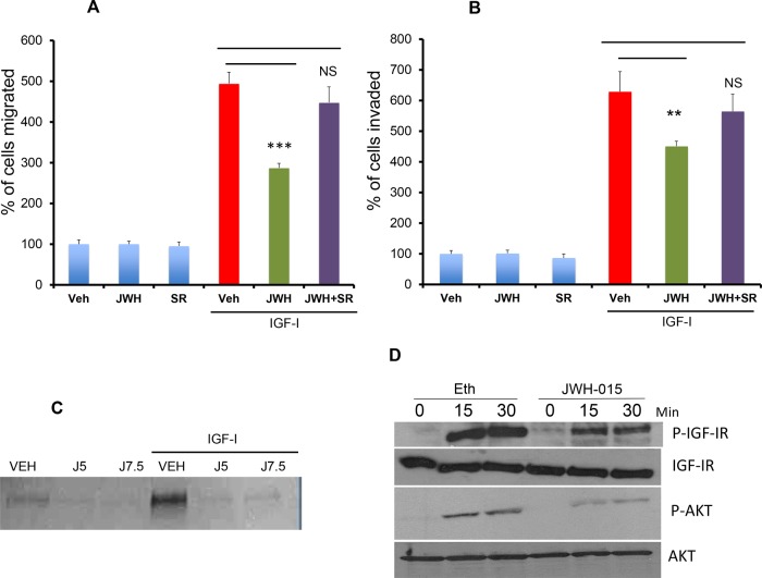 JWH-015 inhibits IGF-I/IGF-IR signaling in ERα+ breast cancer cellsA. MCF-7 cells were treated with JWH-015 for 24 hours and subjected to transwell migration assay in presence or absence of IGF-I (50 ng/ml) and specific CNR2 blocker SR-144528. B. MCF-7 cells were treated with JWH-015 for 24 hours and subjected to transwell invasion assay in presence or absence of IGF-I (50 ng/ml) and specific CNR2 blocker SR-144528. Number of migrated or invaded cells were counted and plotted as % of control. NS = non significant. C. MCF-7 cells were treated with vehicle or JWH-015 5 or 7.5 μM in presence or absence of IGF-I and the collected conditioned media was subjected to gelatin zymography to detect MMP-9. D. MCF-7 cells were treated with vehicle or JWH-015, stimulated with IGF-I (50 ng/ml) for 15 or 30 minutes then cell lysates were used for western blot analysis for the indicated proteins.