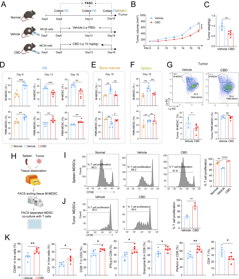 CBD inhibits MDSCs generation and reshapes immune environment in mice. (A) The experimental design and timeline. MC38 cells were inoculated subcutaneously into WT C57BL/6 mice (n=6/group). After 6 days, the mice were randomly divided into the vehicle group and CBD group. Normal no treated mice were used as normal control. Then collected PB at day 6, day 13 and day18 for FACS analysis. Tumor, spleen and bone marrow were collected at the termination. (B) MC38 tumor volume in two groups. (C) MC38 tumor weight in two groups. (D–G) Proportion of Ly-6ChiLy-6G− (M-MDSCs) and Ly-6Clow/−Ly-6G+ (PMN-MDSCs) in PB (D), bone marrow (E), spleen (F) and tumor (G). (H) MDSCs separation from mice spleen and tumor by FACS. (I–J) Then MDSCs from spleen (I) or tumor (J) were co-culture with spleen T cells to determine the immune suppressive activity of MDSCs against T-cell proliferation. Representative histograms of CFSE dilution in different groups (left) and the percentage of T-cell proliferation (right) were shown (n=3). (K) The percentage of CD45+ cells, total CD3+ T cells, CD8+ T cells and CD4+ T cells in tumor from different groups. And the T-cell function in different groups were shown by the expression of cytotoxic cytokines detected by FACS. *p<0.05, **p<0.01, ***p<0.001. P values were calculated by Student’s t-test or one-way ANOVA with Tukey’s multiple comparisons test. ANOVA, analysis of variance; BM, bone marrow; CBD, cannabidiol; CFSE, Carboxyfluorescein succinimidyl ester; FACS, fluorescence-activated cell sorting; IFN, interferon; i.p., intraperitoneal injections; MDSC, myeloid-derived suppressor cell; M-MDSC, monocytic MDSC; PB, peripheral blood; PBS, phosphate-buffered saline; PMN-MDSC, polymorphonuclear MDSC.