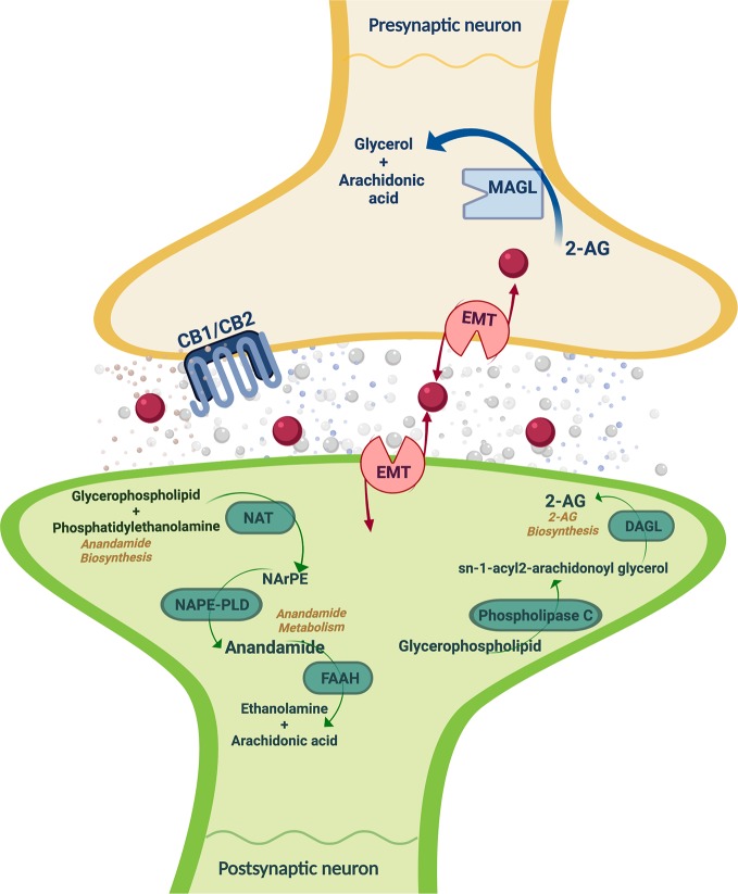 Schematic representation of the main ECS components, including the metabolizing routes of the eCBs. CB1/CB2, cannabinoid receptors 1 and 2; 2-AG, 2-arachidonoylglycerol; FAAH, fatty acid amide hydrolase; MAGL, monoacylglycerol lipase; DAGL, EMT: endocannabinoid membrane transporter; NAT, N-acyl transferase; NArPE, N-arachidonoyl phosphatidylethanolamine; NAPE-PLD, N-acylphosphatidylethanolamine specific phospholipase D; DAGL, diacylglycerol lipase. Image created with BioRender.