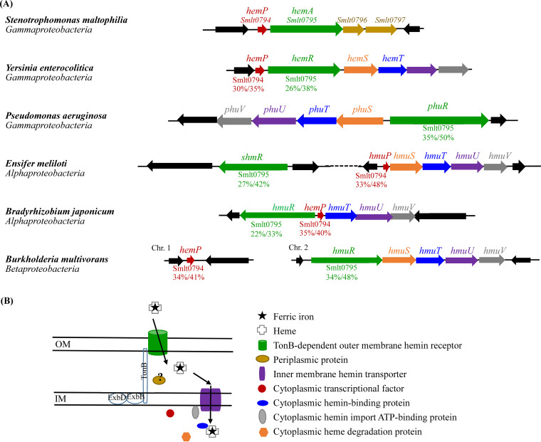 Genetic organizations and cartoon illustration of hemin acquisition systems in S. maltophilia, Y. enterocolitica, P. aeruginosa, E. meliloti, B. japonicum, and B. multivorans. Genes and proteins are color-coded. Colors represent the putative location and function of the encoded proteins. Red, cytoplasmic transcriptional factor (HemP/HmuP); green, TonB-dependent outer membrane hemin receptor; brown, periplasmic protein; purple, inner membrane hemin permease; blue, cytoplasmic hemin-binding protein; gray, cytoplasmic hemin import ATP-binding protein; orange, cytoplasmic heme degradation protein. (A) Genetic organizations of hemin acquisition systems. (B) Cartoon illustration of a hemin acquisition system. OM, outer membrane; IM, inner membrane.