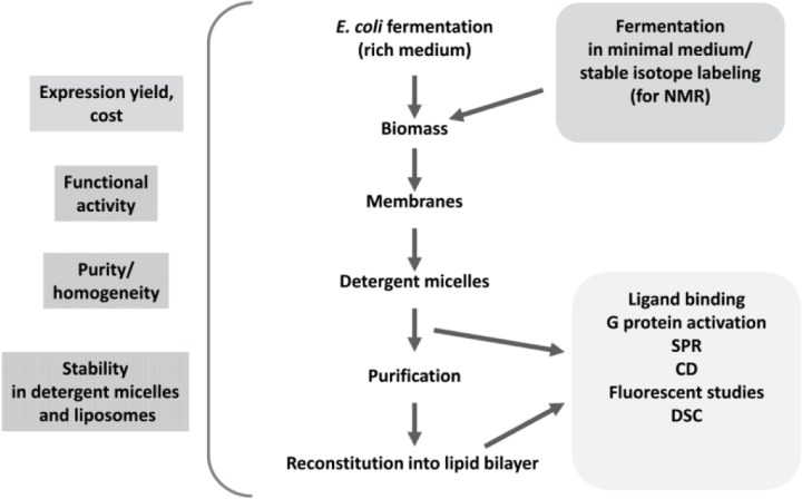 Experimental strategy for preparation of functional CB2 (adapted from [24]).